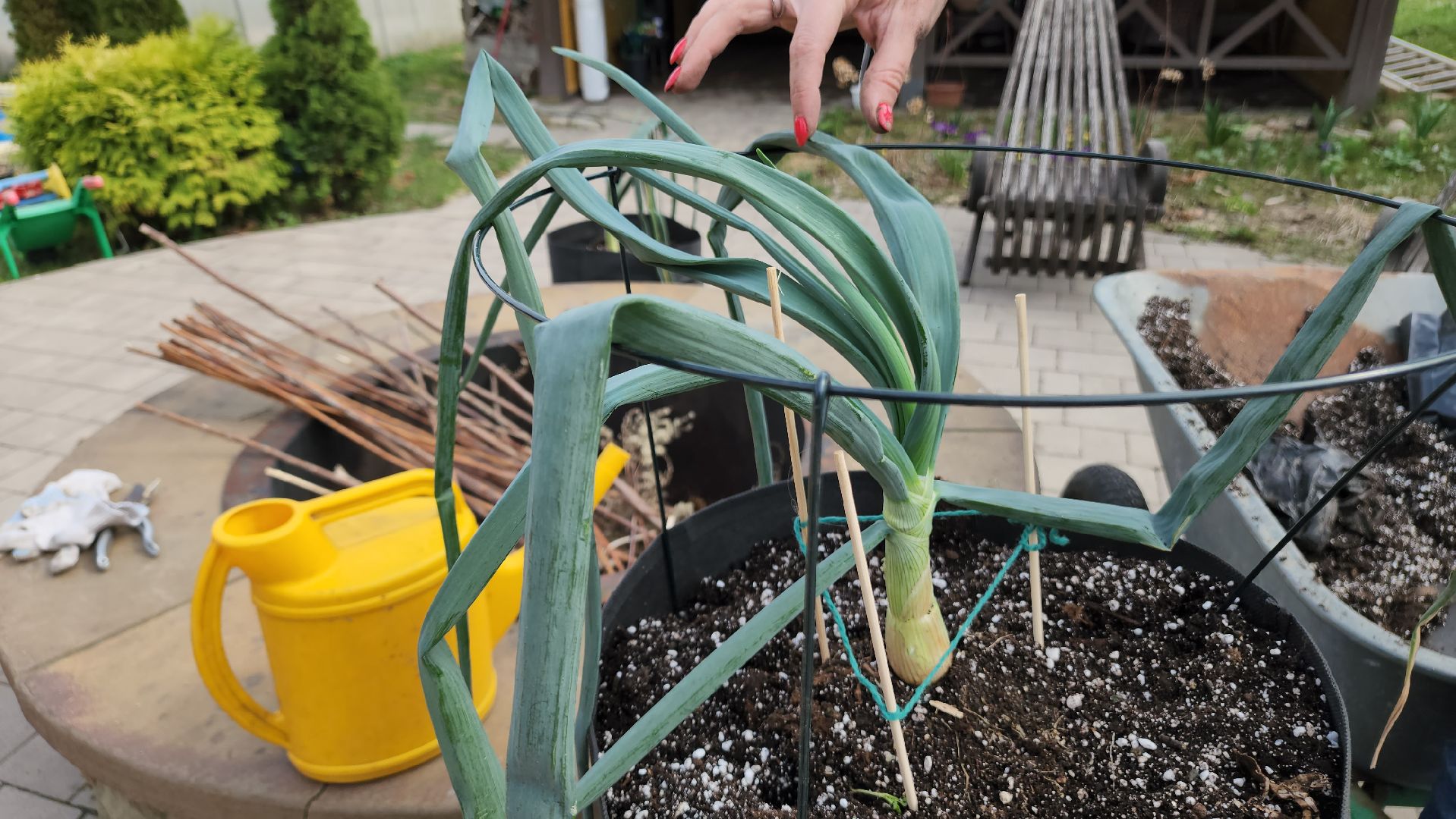 ступино, гигантские овощи, садоводство,хобби,