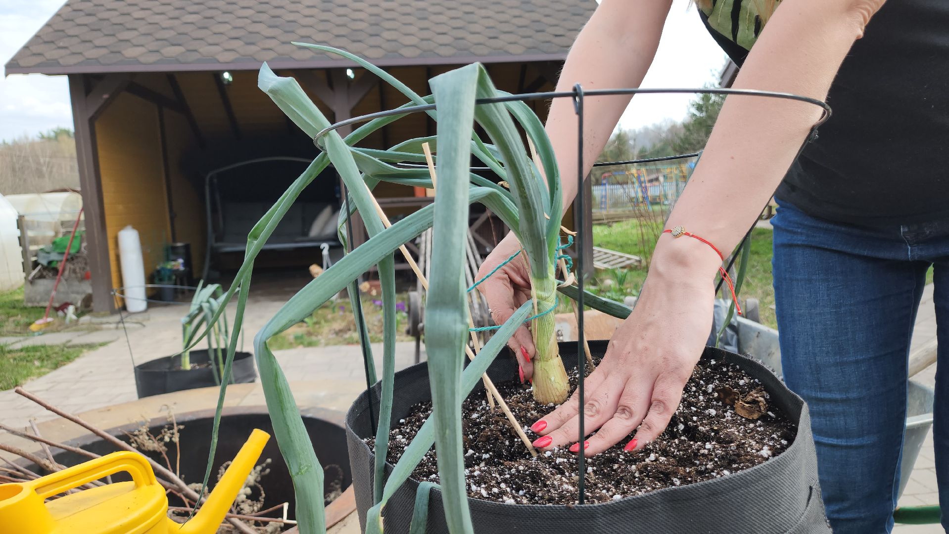 ступино, гигантские овощи, садоводство,хобби,