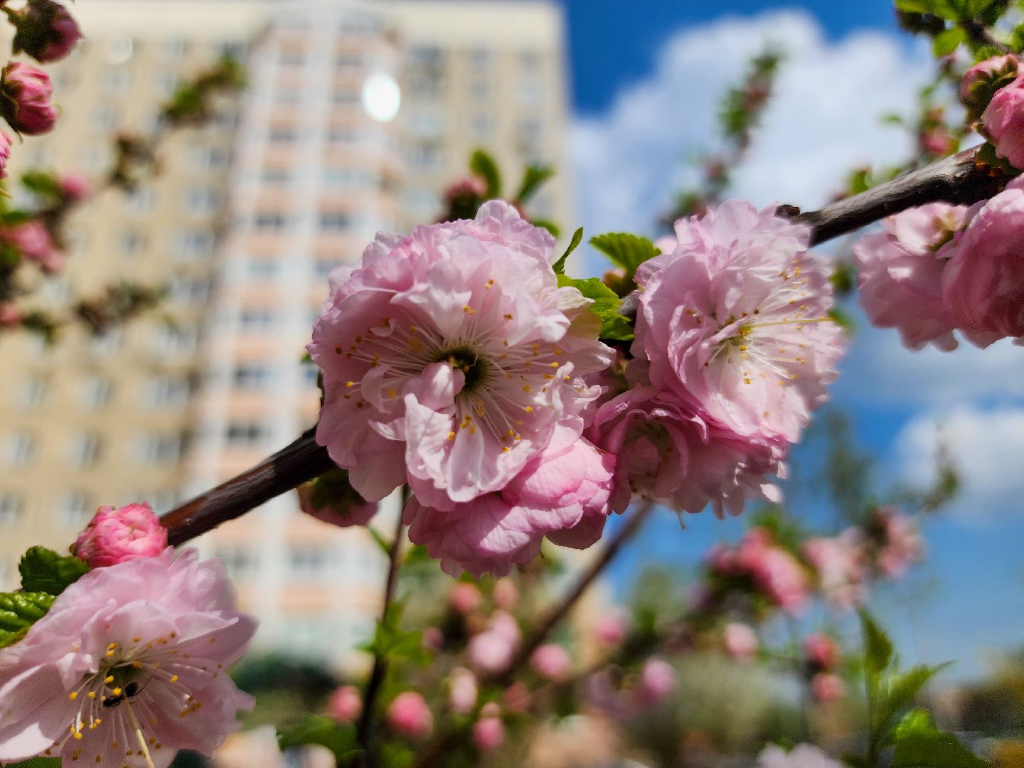 Подольск, сад камней памяти и славы, весна, Жители мкд,Вертикалка,