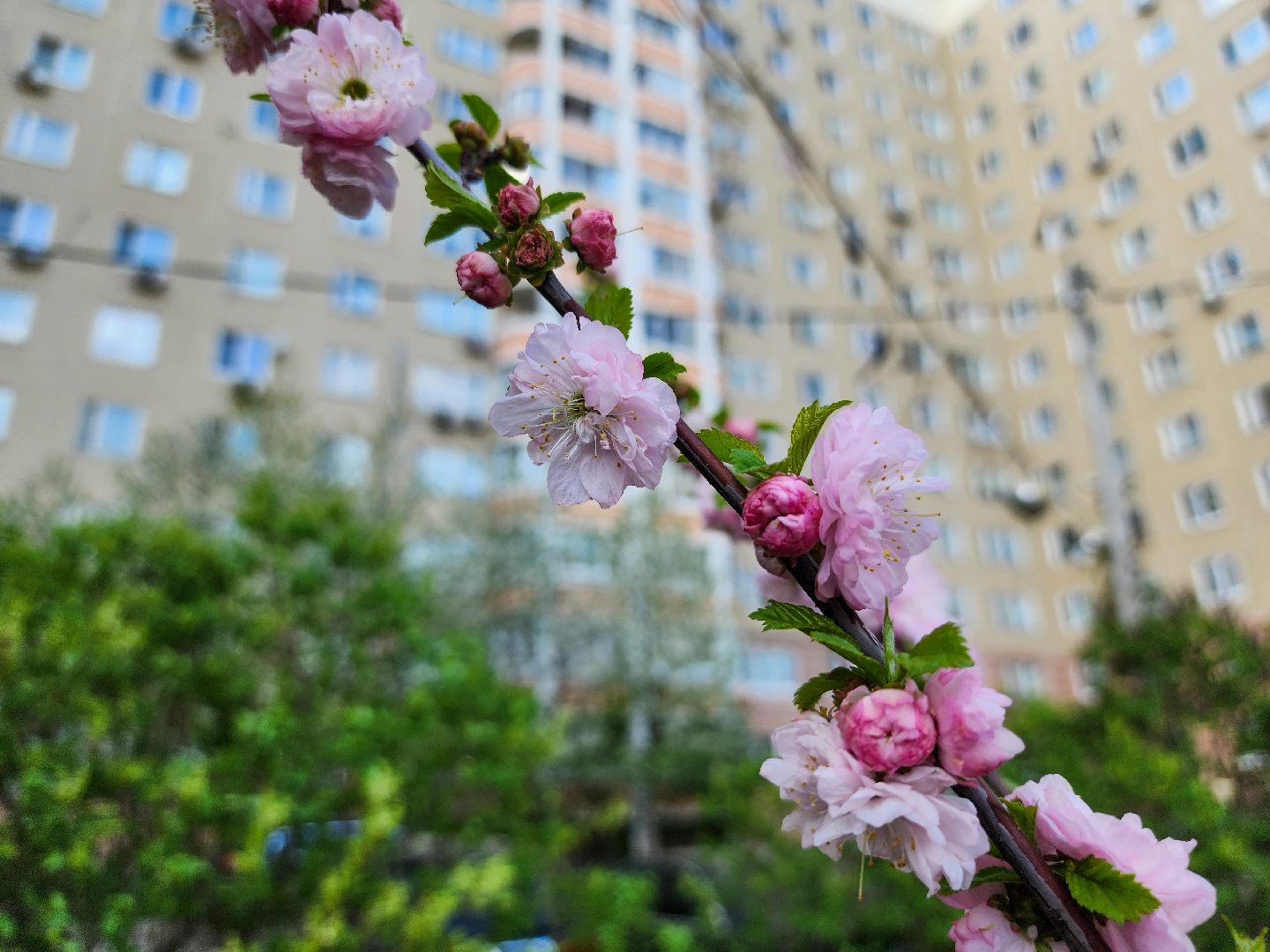 Подольск, сад камней памяти и славы, весна, Жители мкд,Вертикалка,