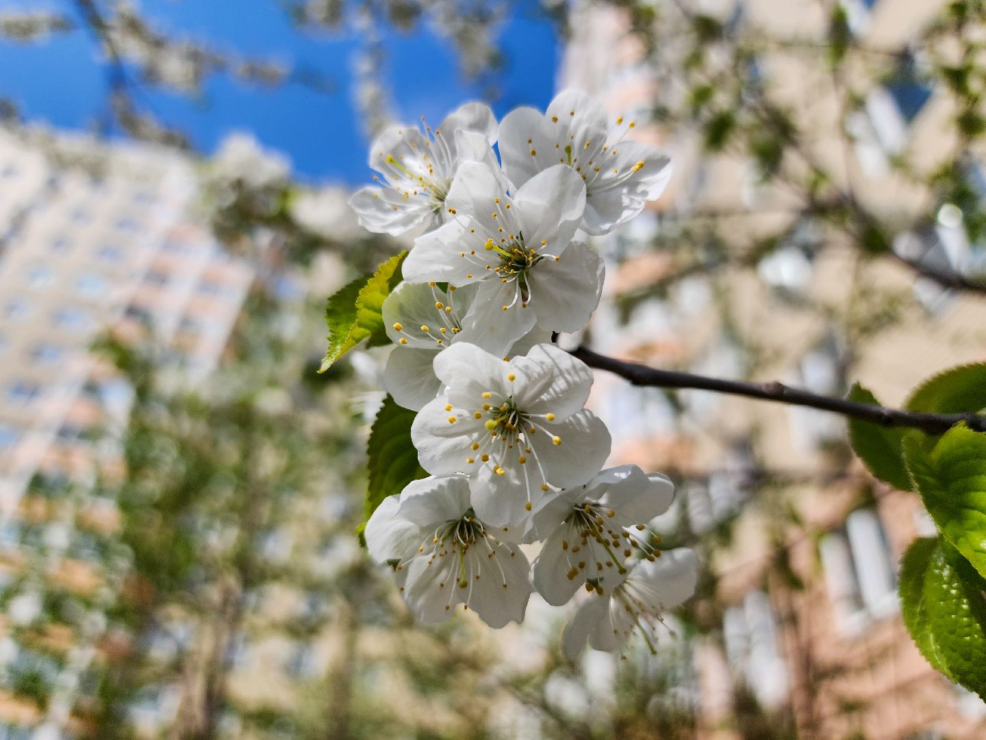 Подольск, сад камней памяти и славы, весна, Жители мкд,Вертикалка,
