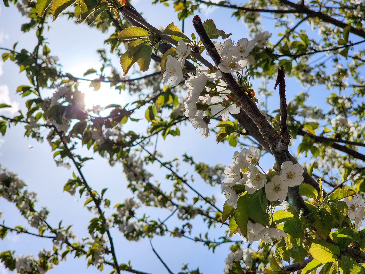 Подольск, сад камней памяти и славы, весна, Жители мкд,Вертикалка,