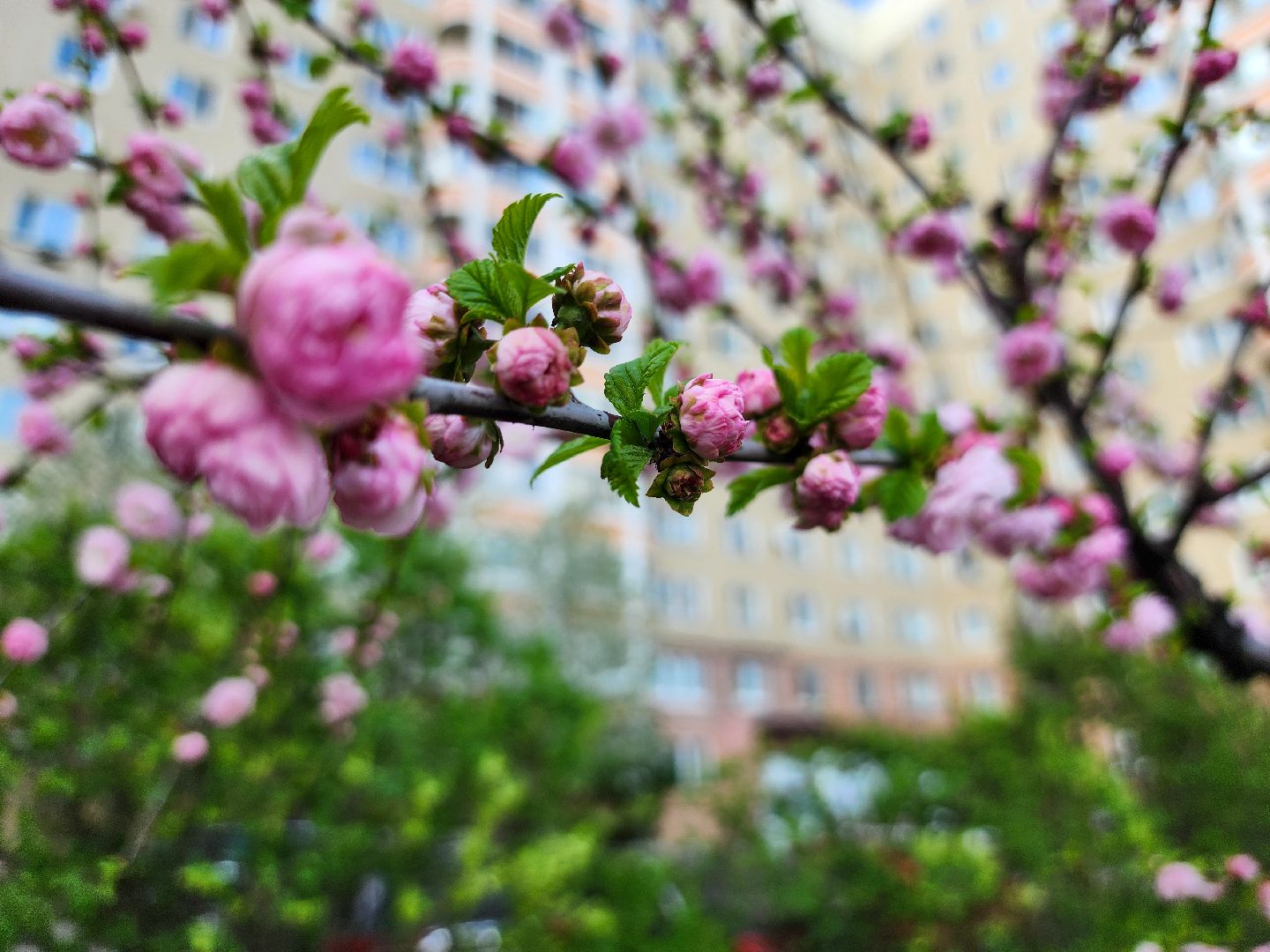 Подольск, сад камней памяти и славы, весна, Жители мкд,Вертикалка,