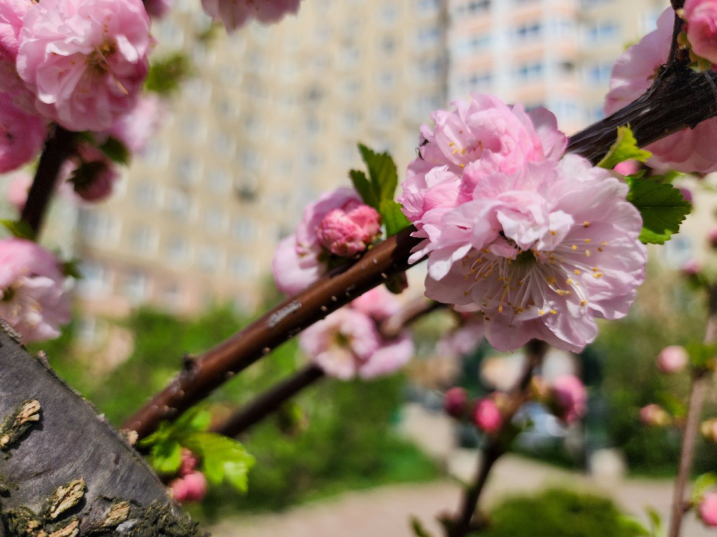Подольск, сад камней памяти и славы, весна, Жители мкд,Вертикалка,