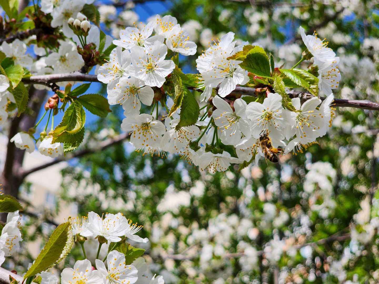 Подольск, сад камней памяти и славы, весна, Жители мкд,Вертикалка,