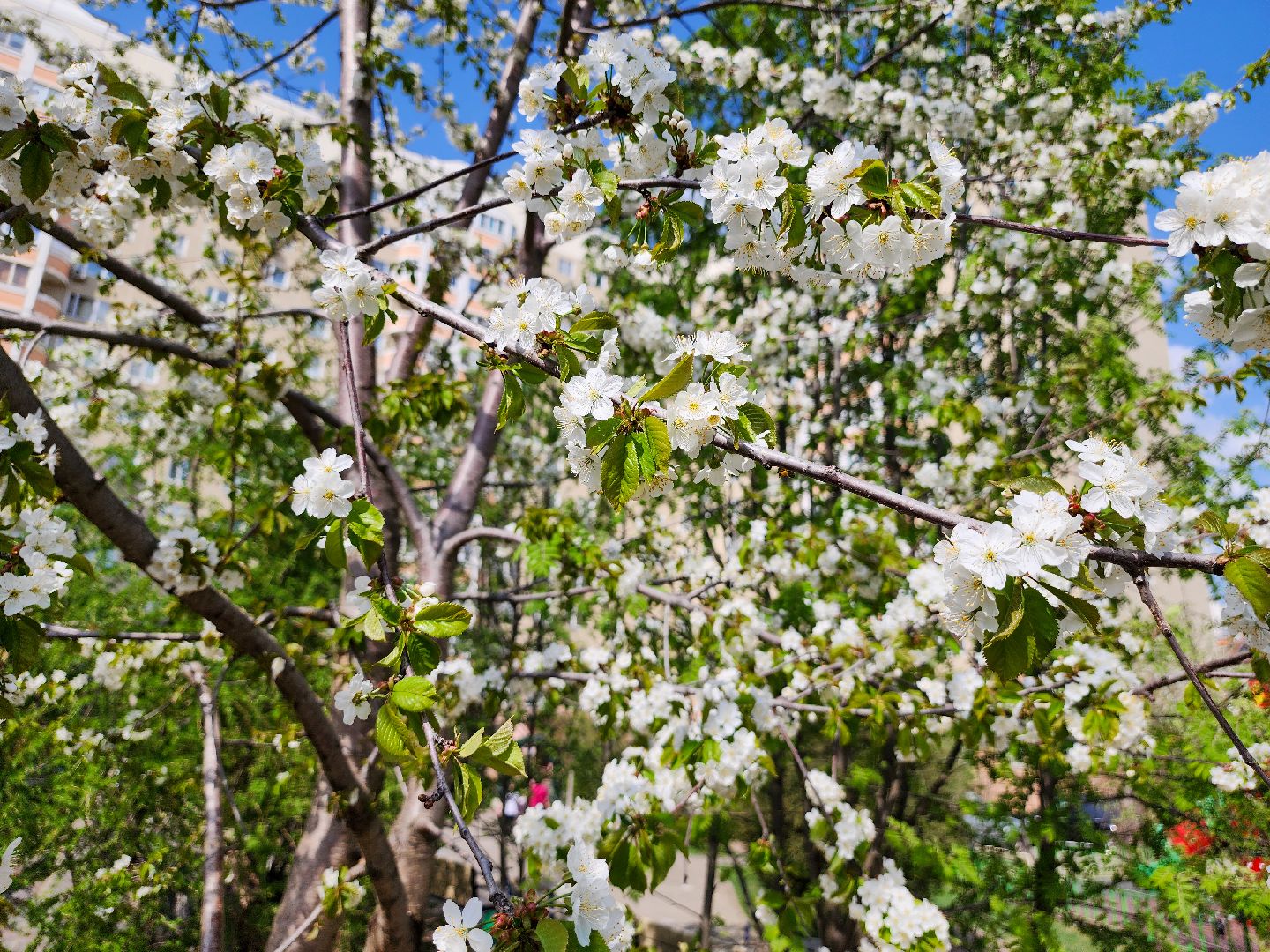 Подольск, сад камней памяти и славы, весна, Жители мкд,Вертикалка,