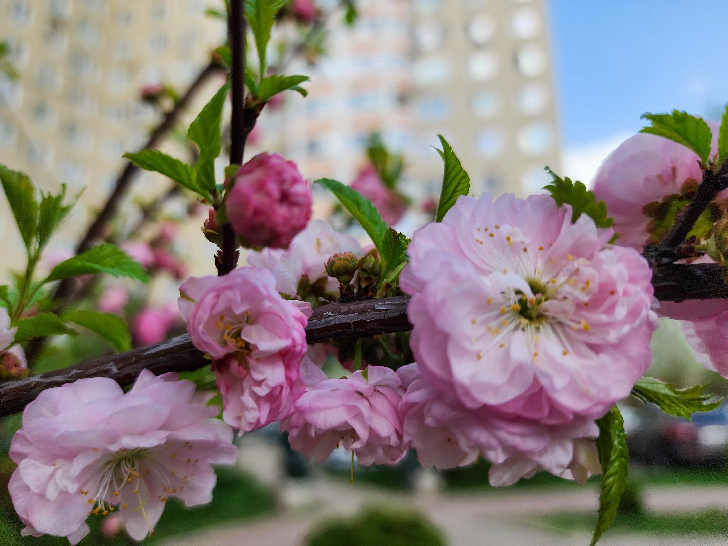 Подольск, сад камней памяти и славы, весна, Жители мкд,Вертикалка,