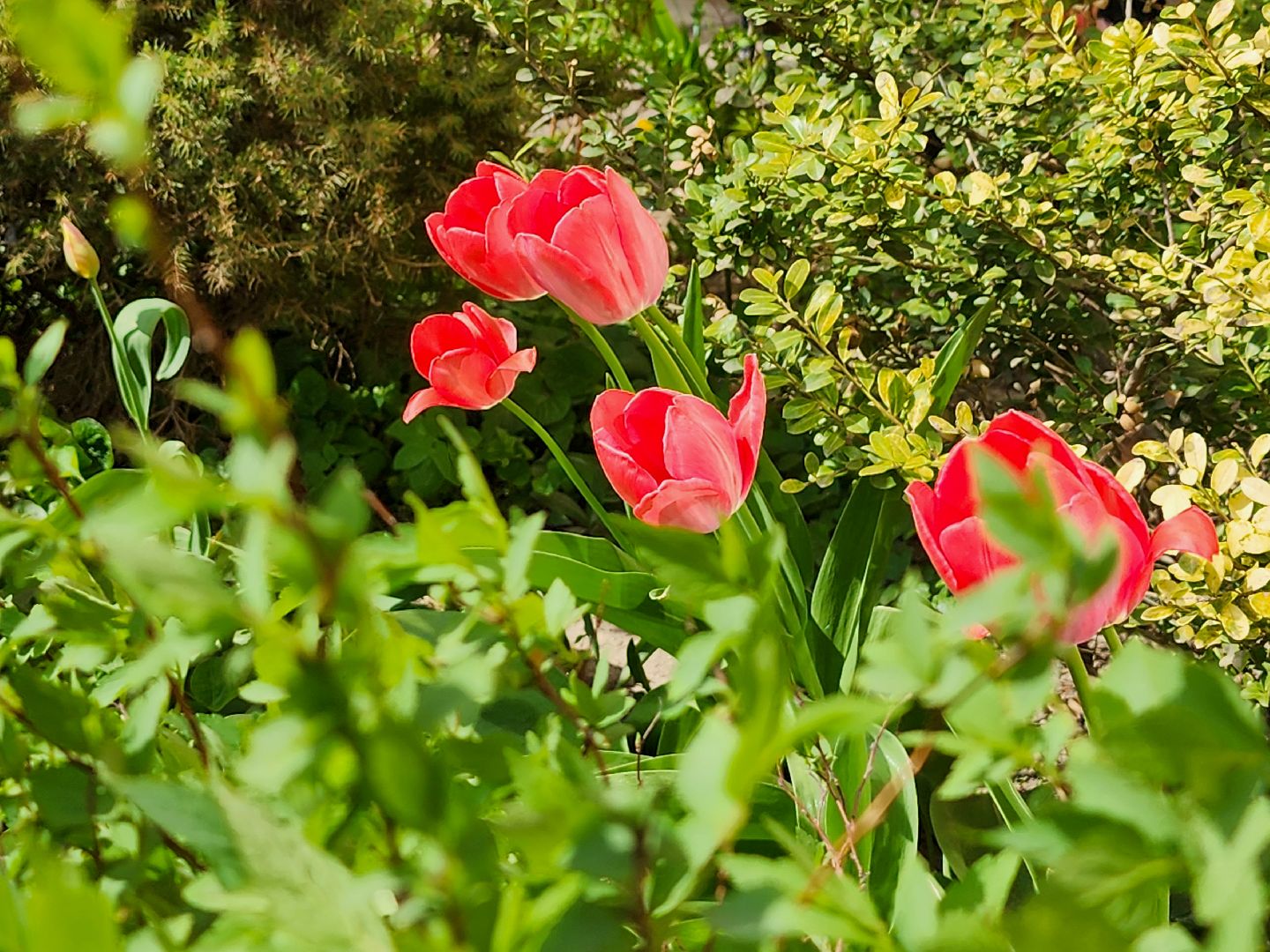 Подольск, сад камней памяти и славы, весна, Жители мкд,Вертикалка,