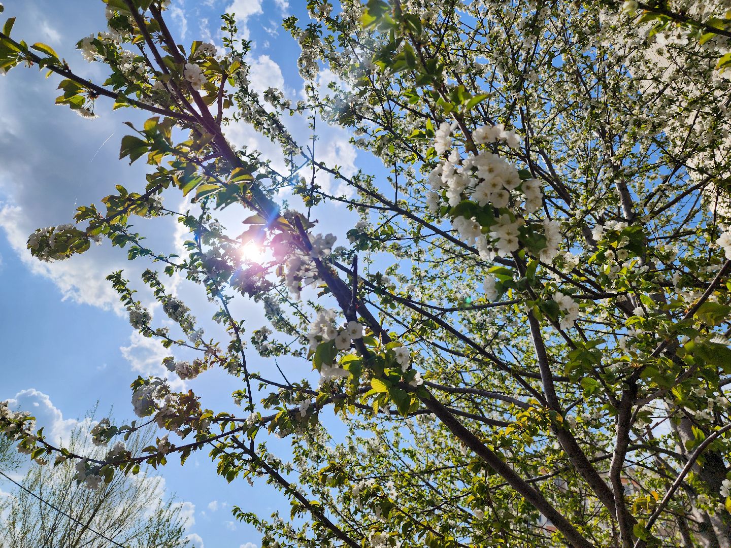 Подольск, сад камней памяти и славы, весна, Жители мкд,Вертикалка,