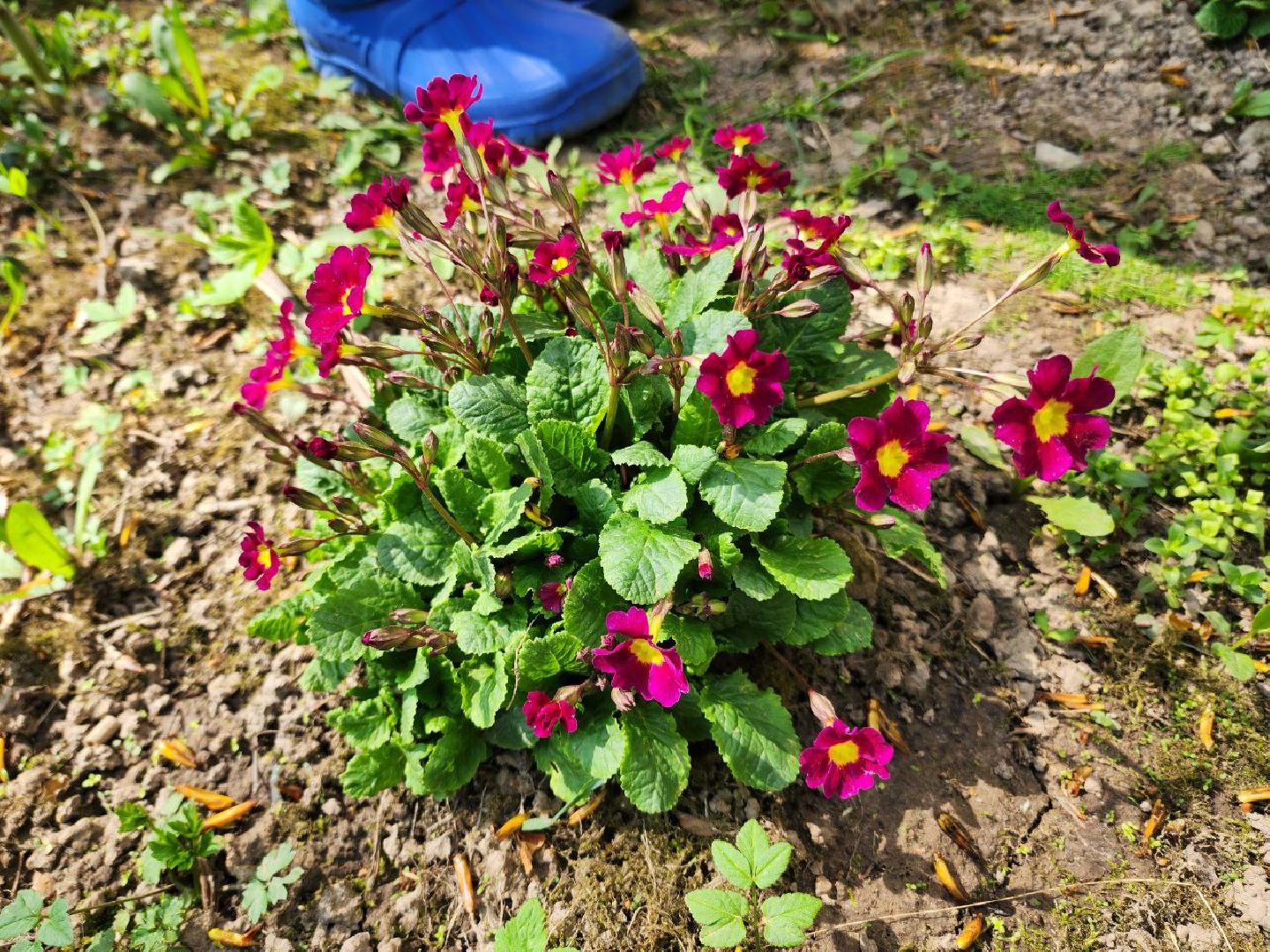 солнечногорск, жители, двор, улица, цветы, растения,