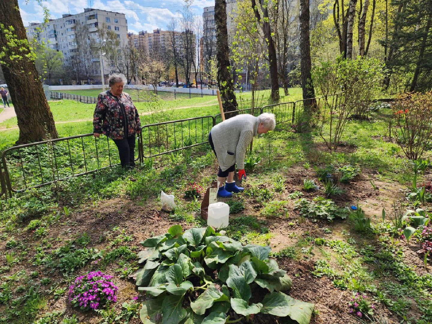 солнечногорск, жители, двор, улица, цветы, растения,