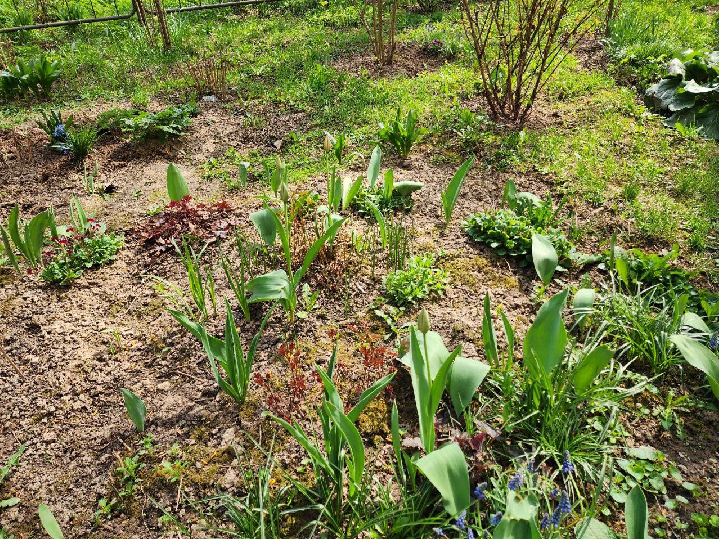 солнечногорск, жители, двор, улица, цветы, растения,