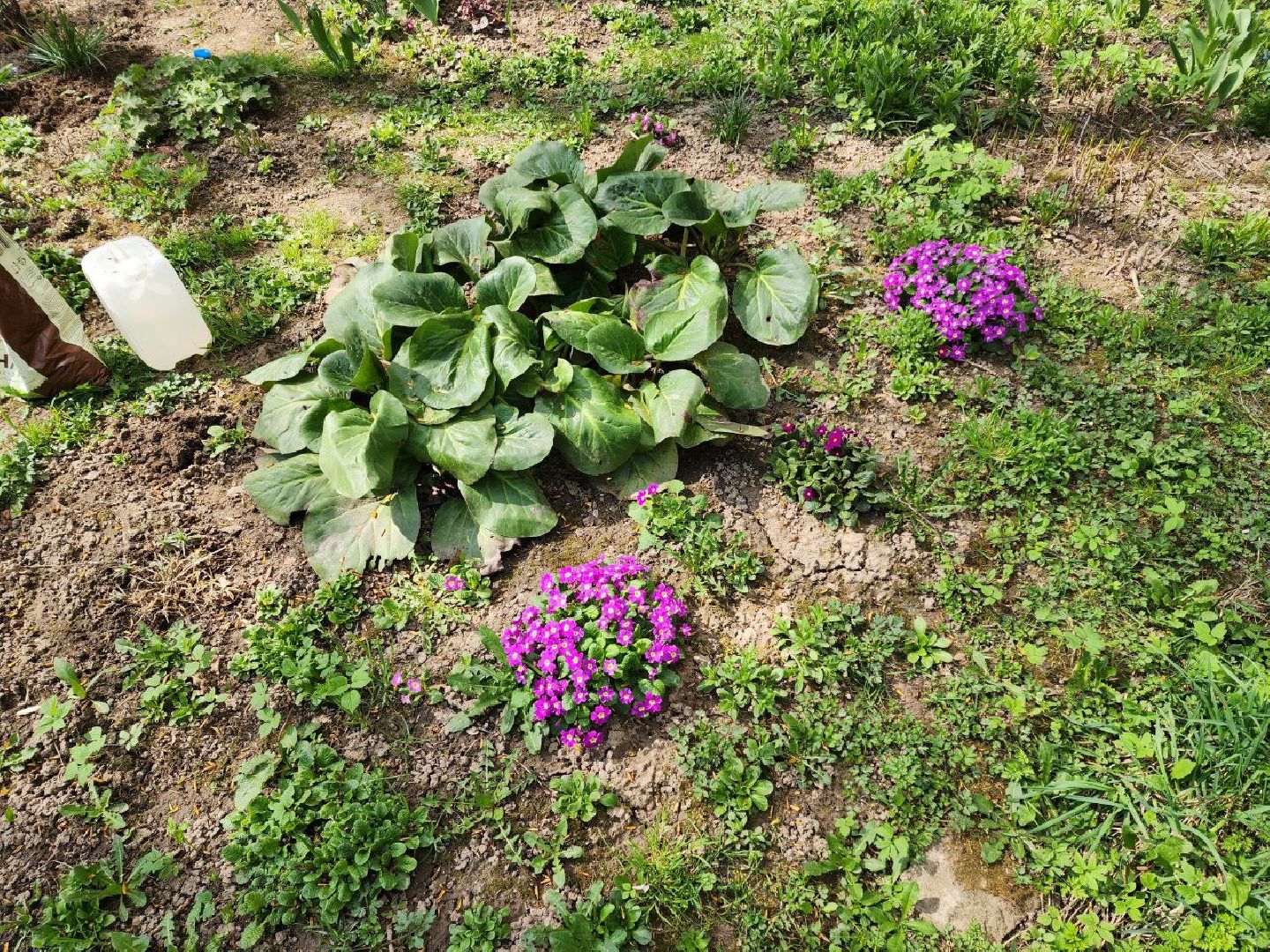 солнечногорск, жители, двор, улица, цветы, растения,