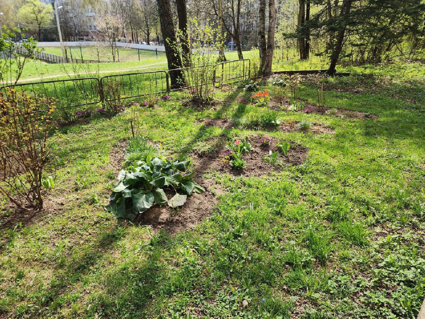 солнечногорск, жители, двор, улица, цветы, растения,