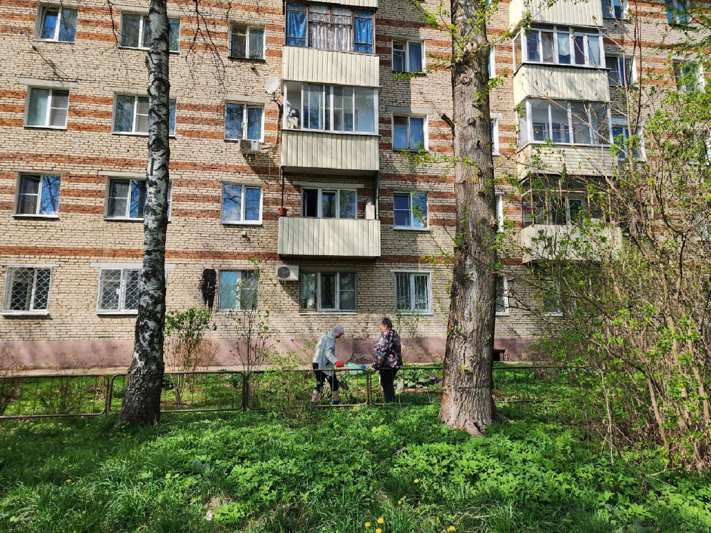 солнечногорск, жители, двор, улица, цветы, растения,