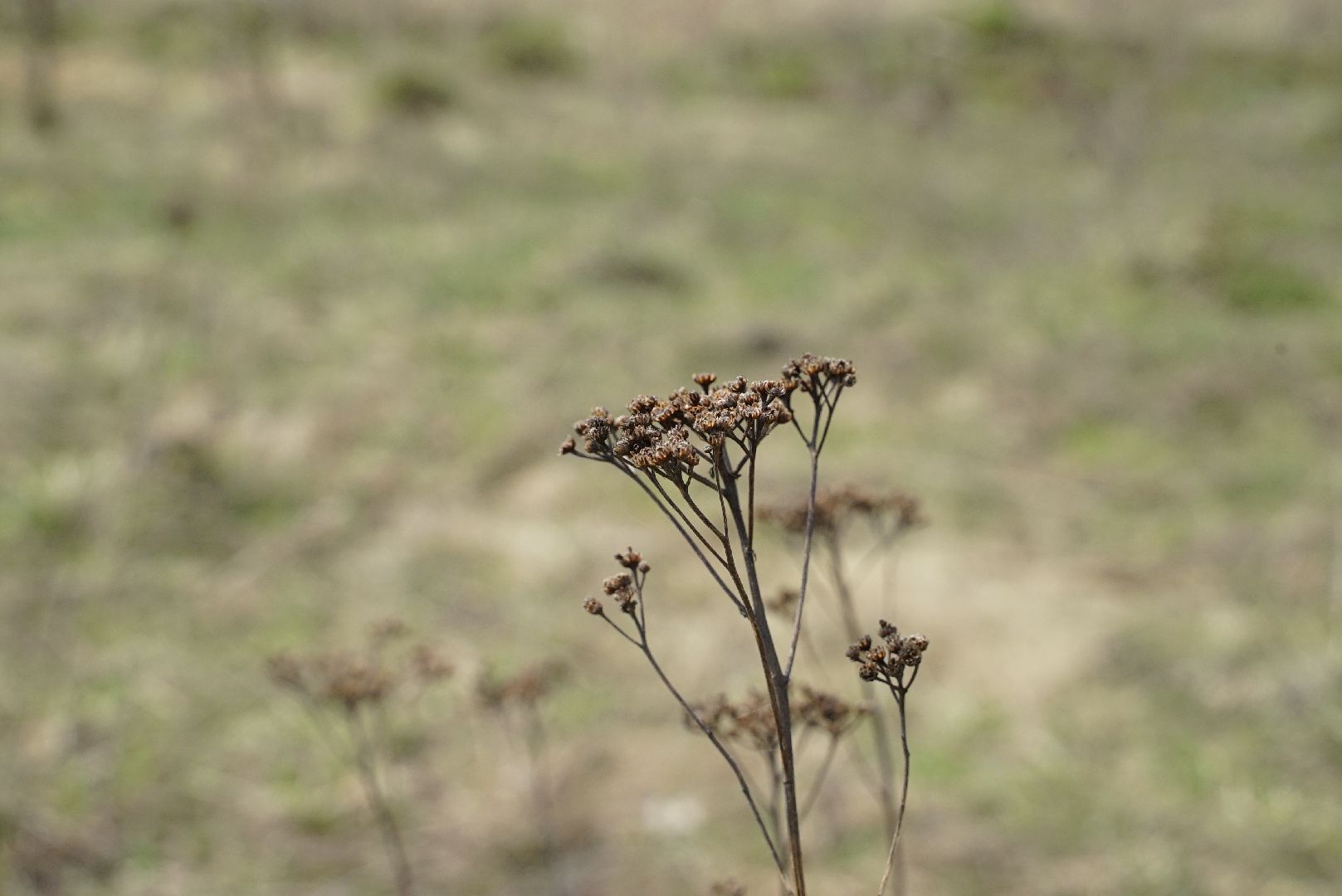 пожар, безопасность, лес, трава,