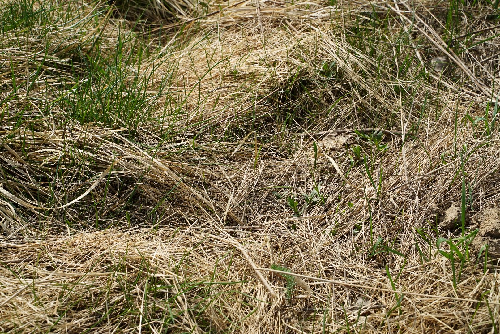 пожар, безопасность, лес, трава,