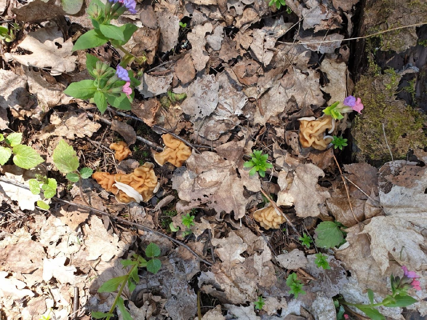 городской округ восход, грибы, лес, природа,