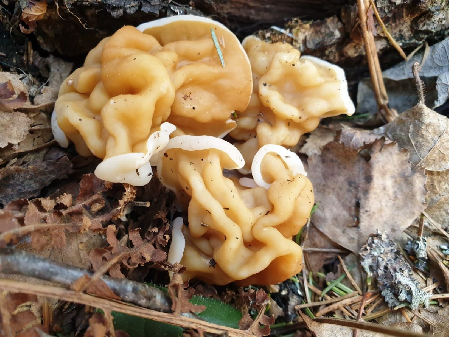 городской округ восход, грибы, лес, природа,