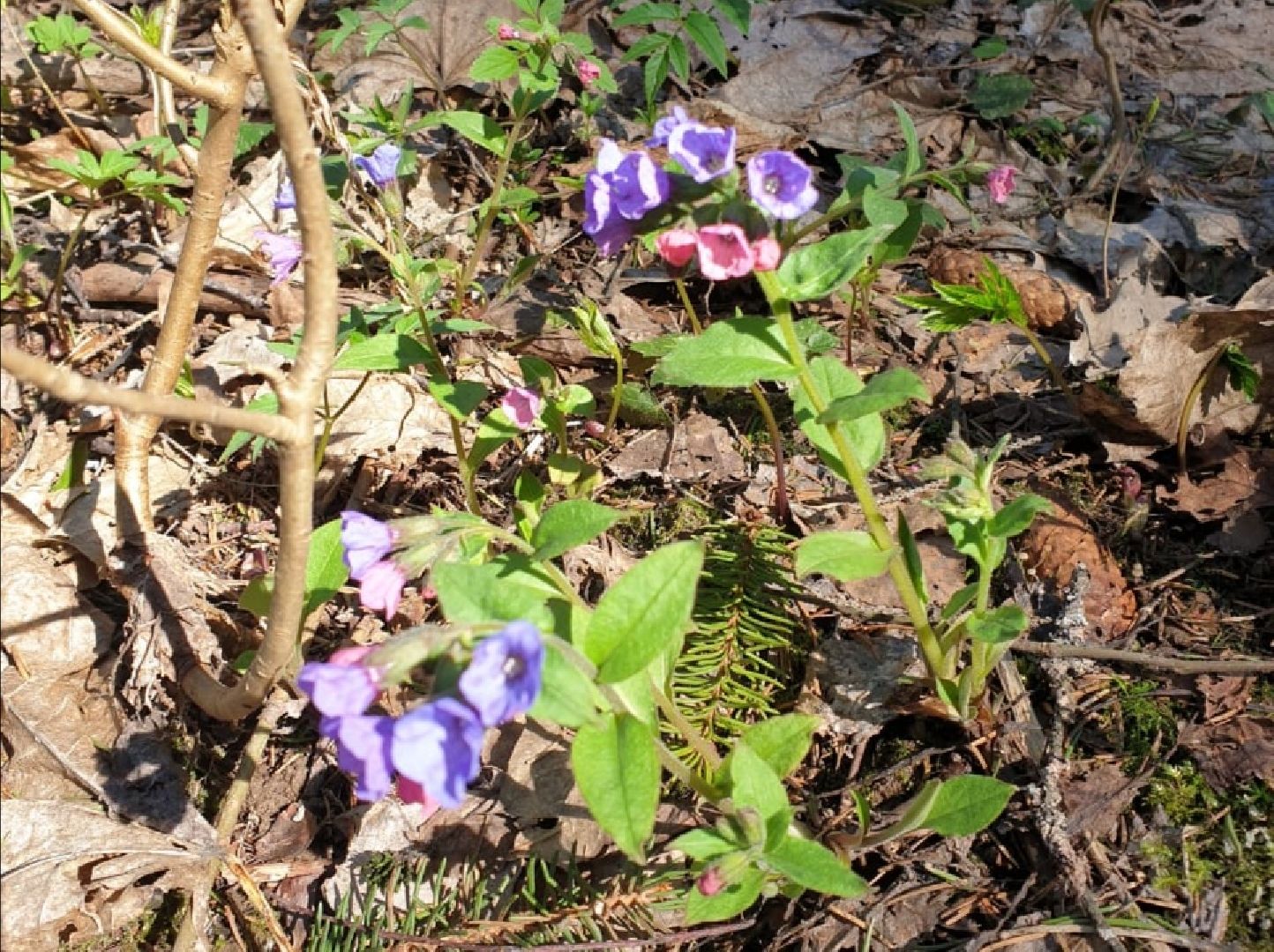 городской округ восход, грибы, лес, природа,