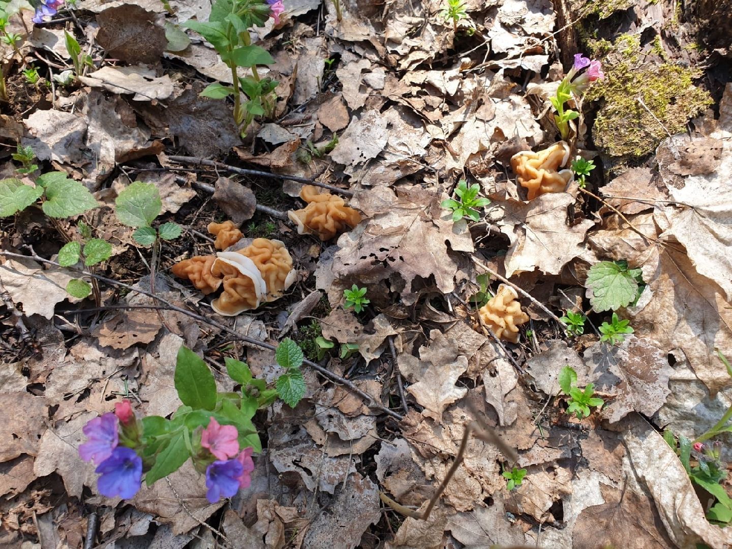 городской округ восход, грибы, лес, природа,