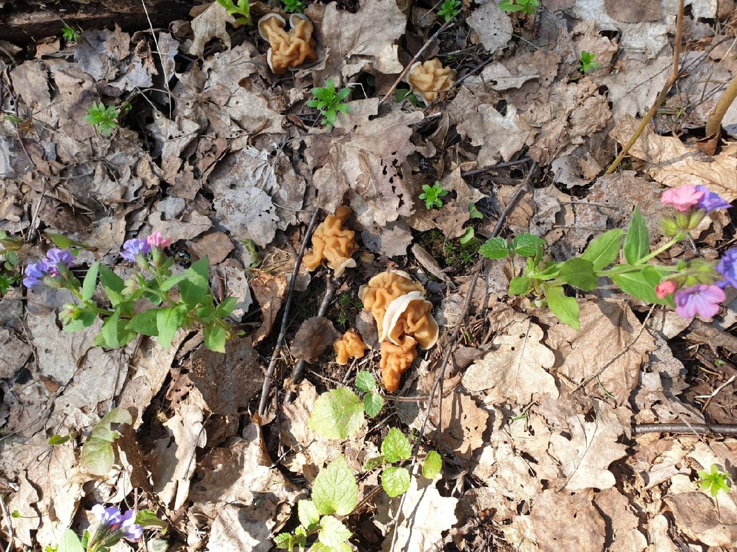 городской округ восход, грибы, лес, природа,