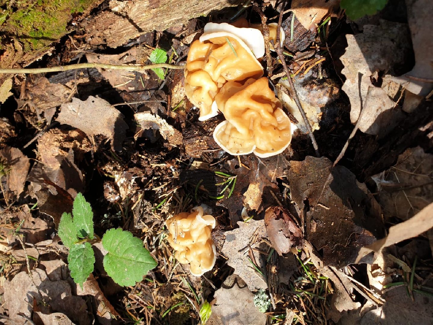 городской округ восход, грибы, лес, природа,