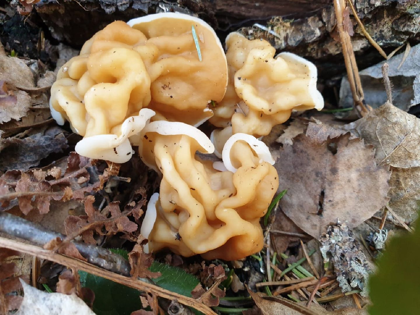 городской округ восход, грибы, лес, природа,