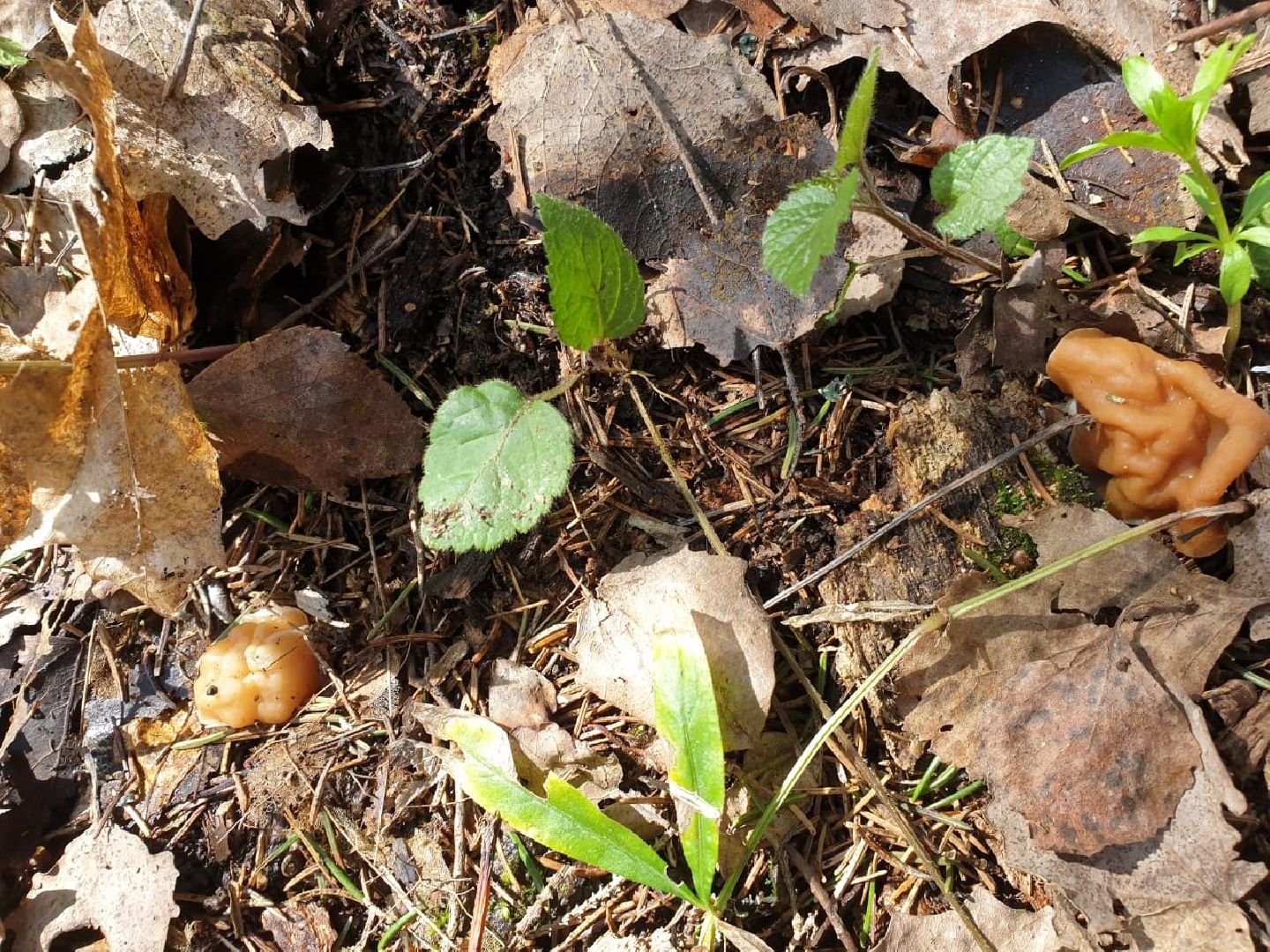 городской округ восход, грибы, лес, природа,