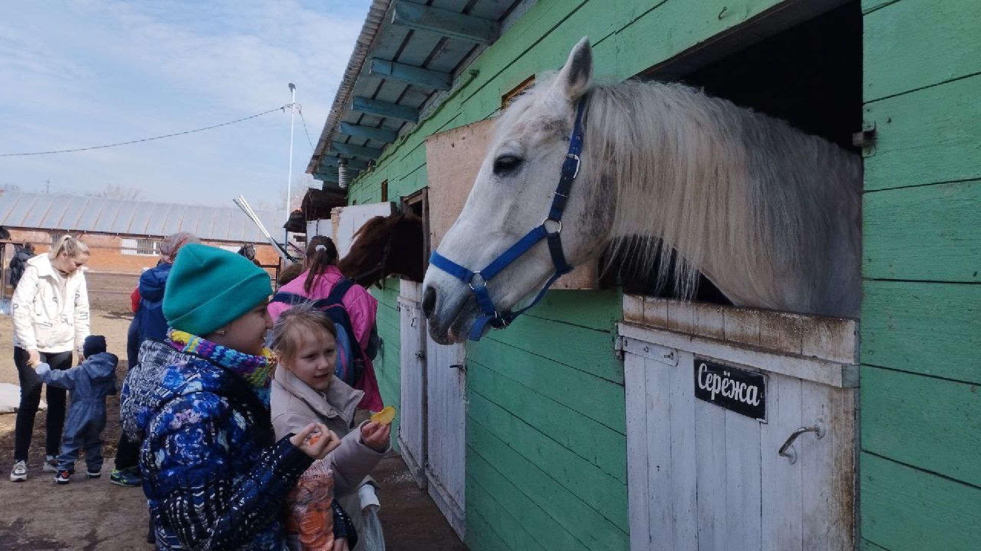 пушкинский, конный клуб, дети с овз, иппотерапия, социальная адаптация, лошади,