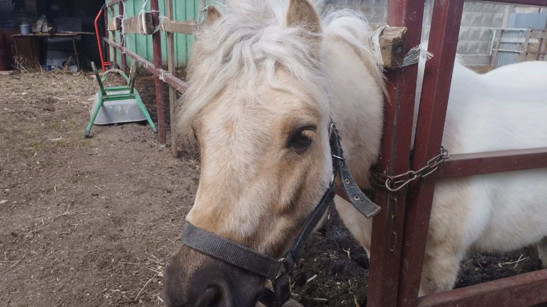 пушкинский, конный клуб, дети с овз, иппотерапия, социальная адаптация, лошади,