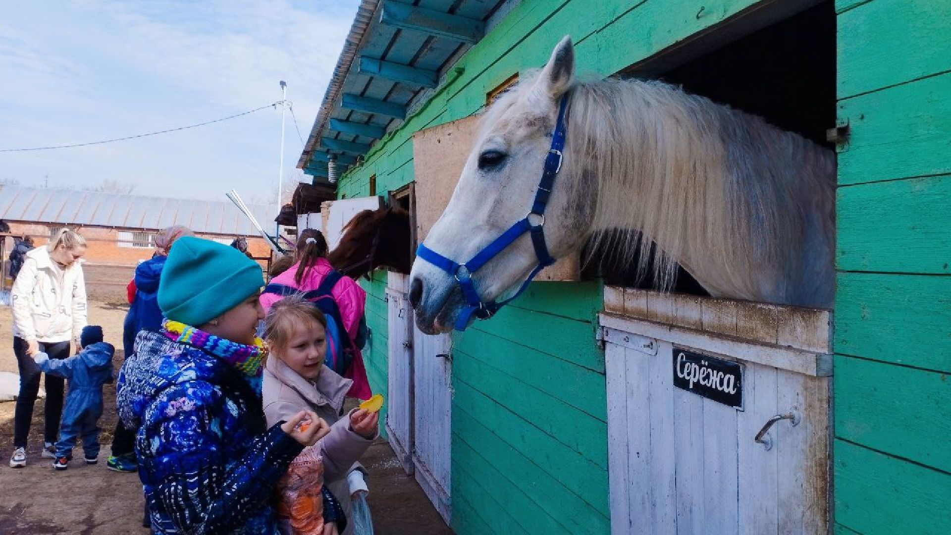 пушкинский, конный клуб, дети с овз, иппотерапия, социальная адаптация, лошади,