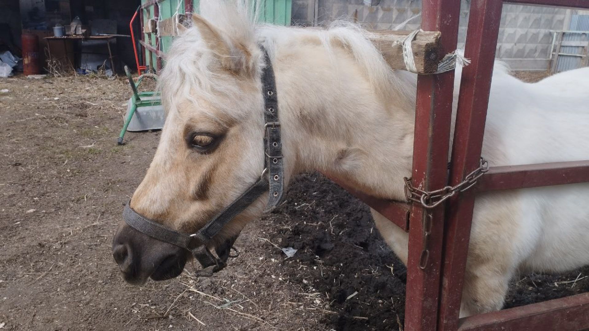 пушкинский, конный клуб, дети с овз, иппотерапия, социальная адаптация, лошади,