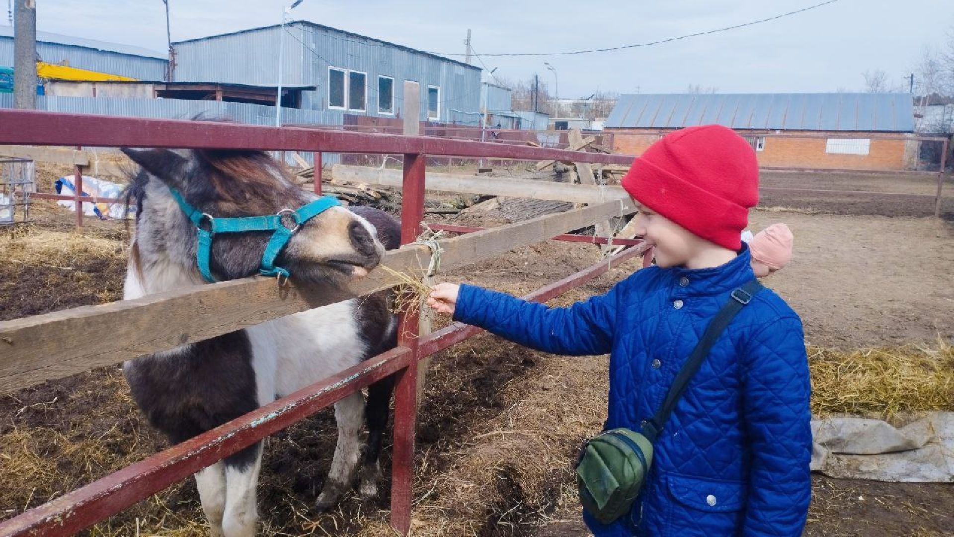 пушкинский, конный клуб, дети с овз, иппотерапия, социальная адаптация, лошади,