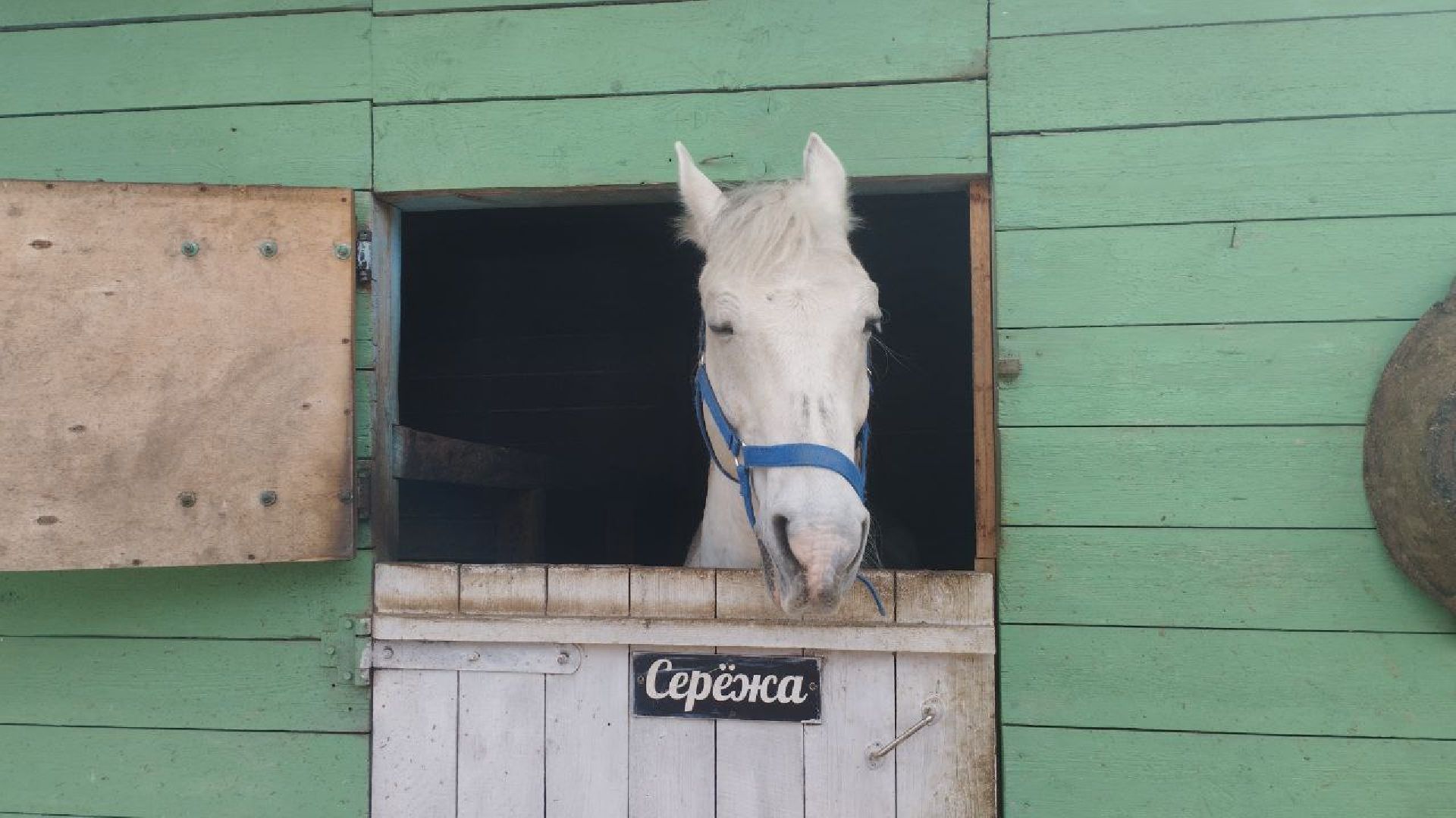 пушкинский, конный клуб, дети с овз, иппотерапия, социальная адаптация, лошади,