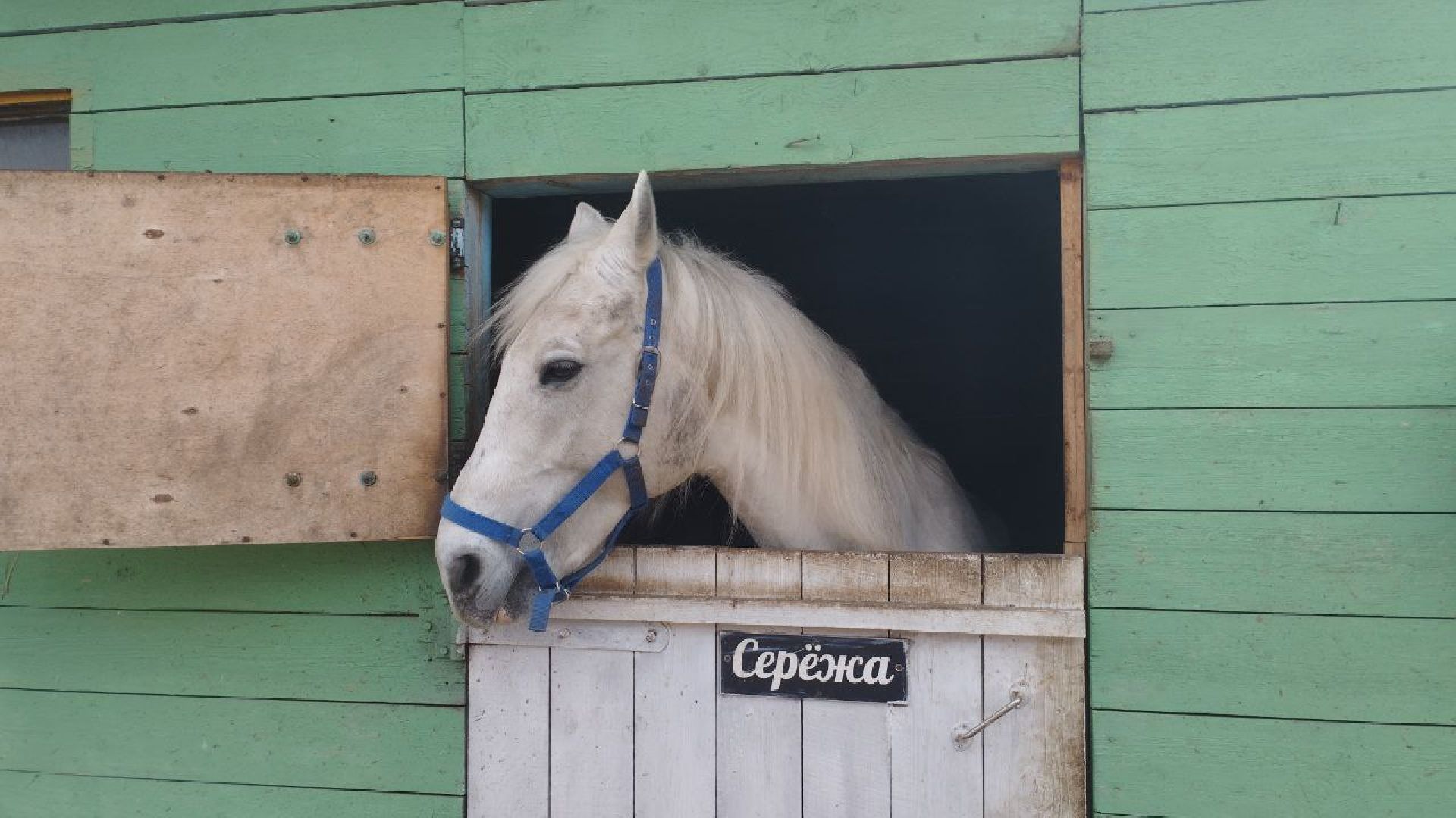 пушкинский, конный клуб, дети с овз, иппотерапия, социальная адаптация, лошади,