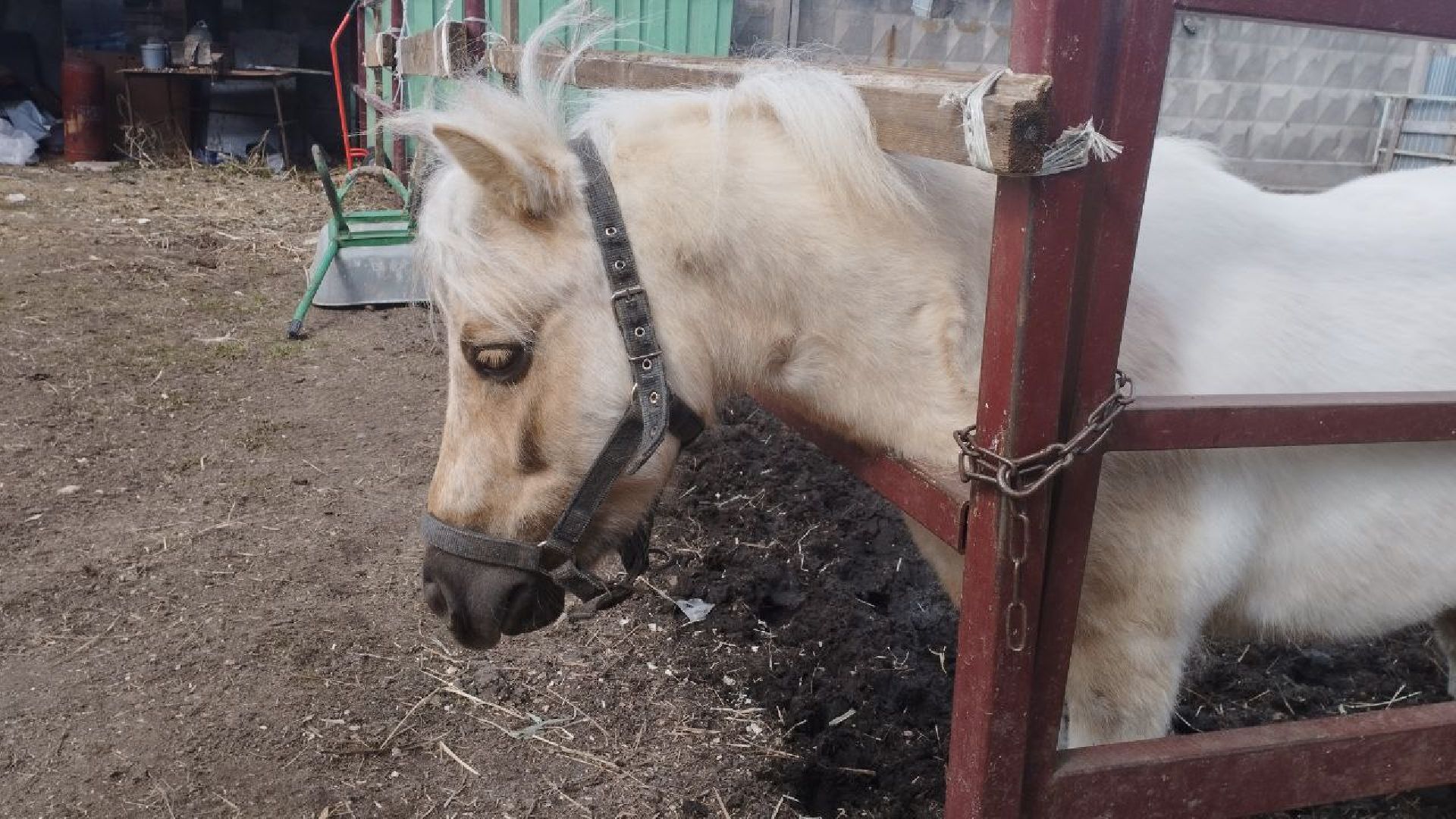 пушкинский, конный клуб, дети с овз, иппотерапия, социальная адаптация, лошади,