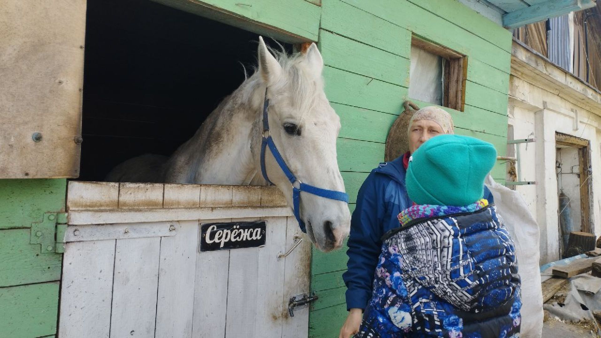 пушкинский, конный клуб, дети с овз, иппотерапия, социальная адаптация, лошади,