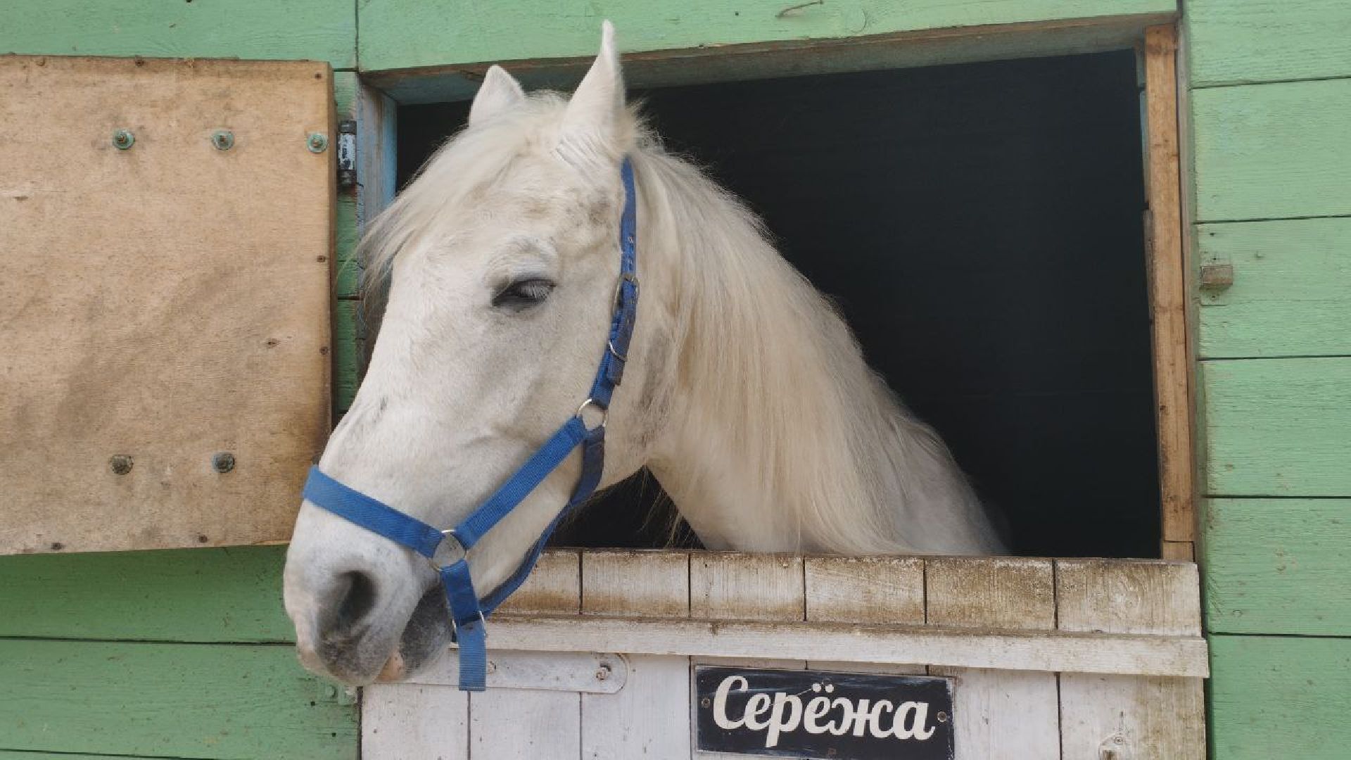 пушкинский, конный клуб, дети с овз, иппотерапия, социальная адаптация, лошади,