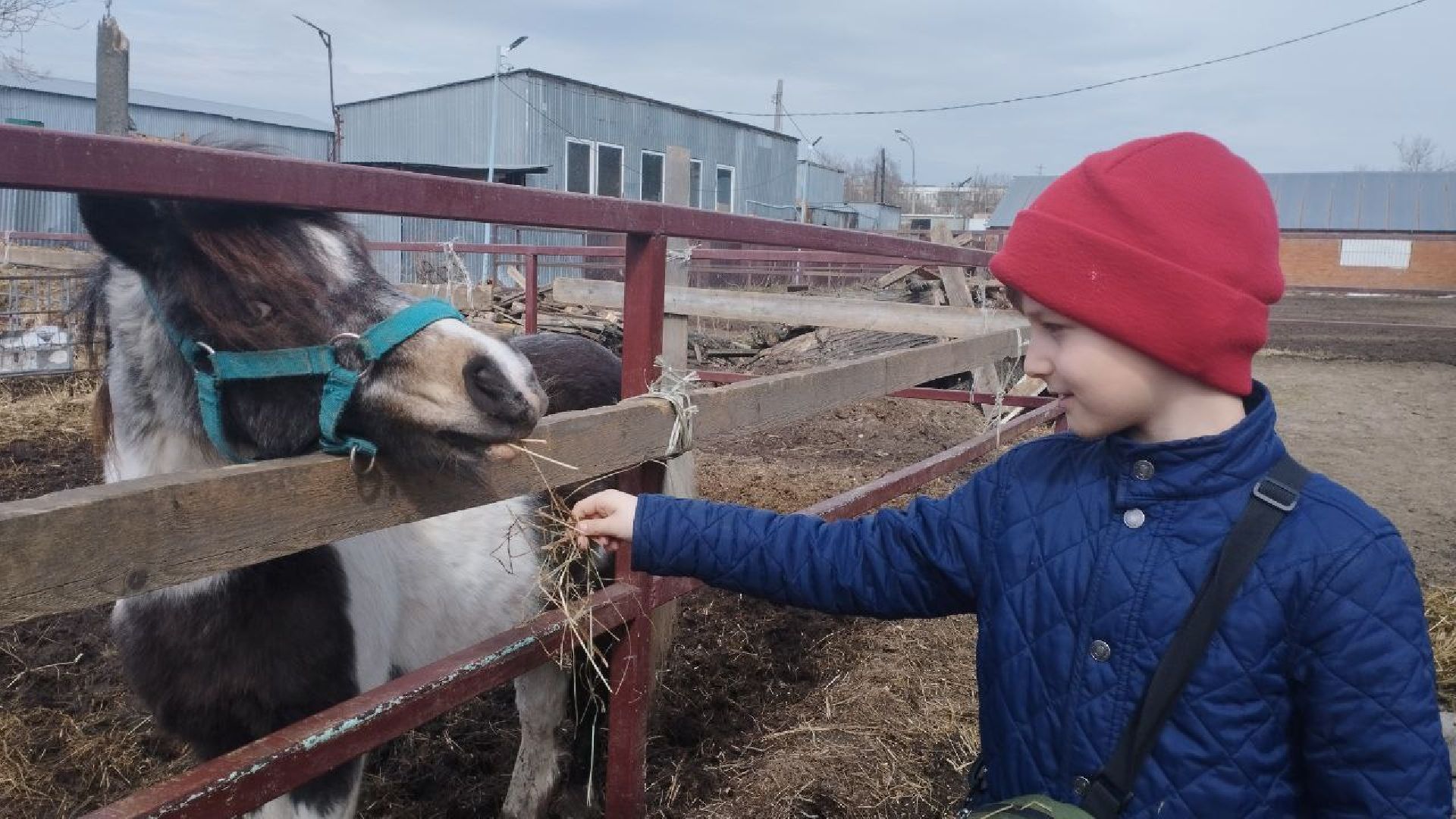 пушкинский, конный клуб, дети с овз, иппотерапия, социальная адаптация, лошади,