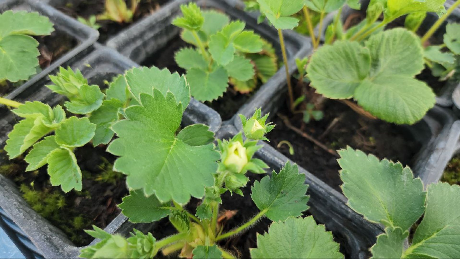 Луховицы, Сельское хозяйство,