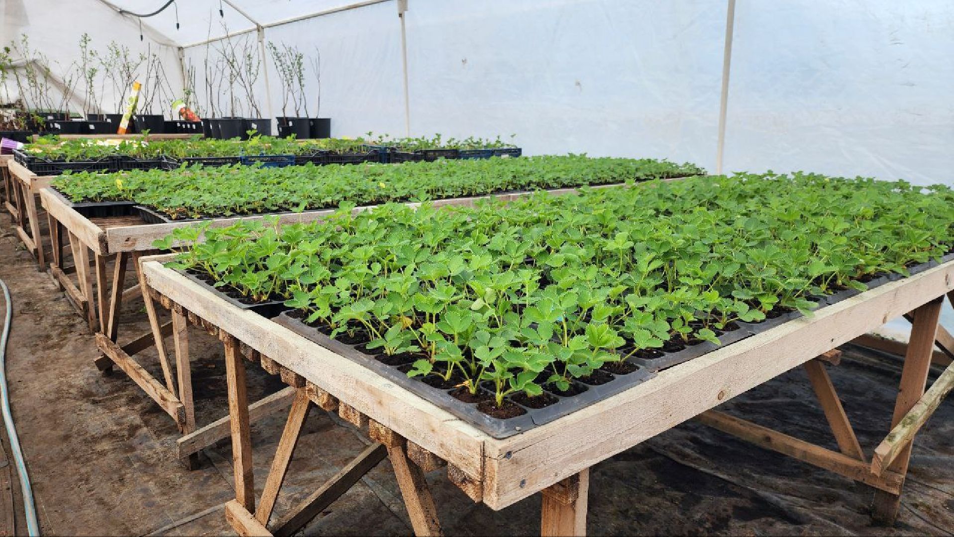 Луховицы, Сельское хозяйство,