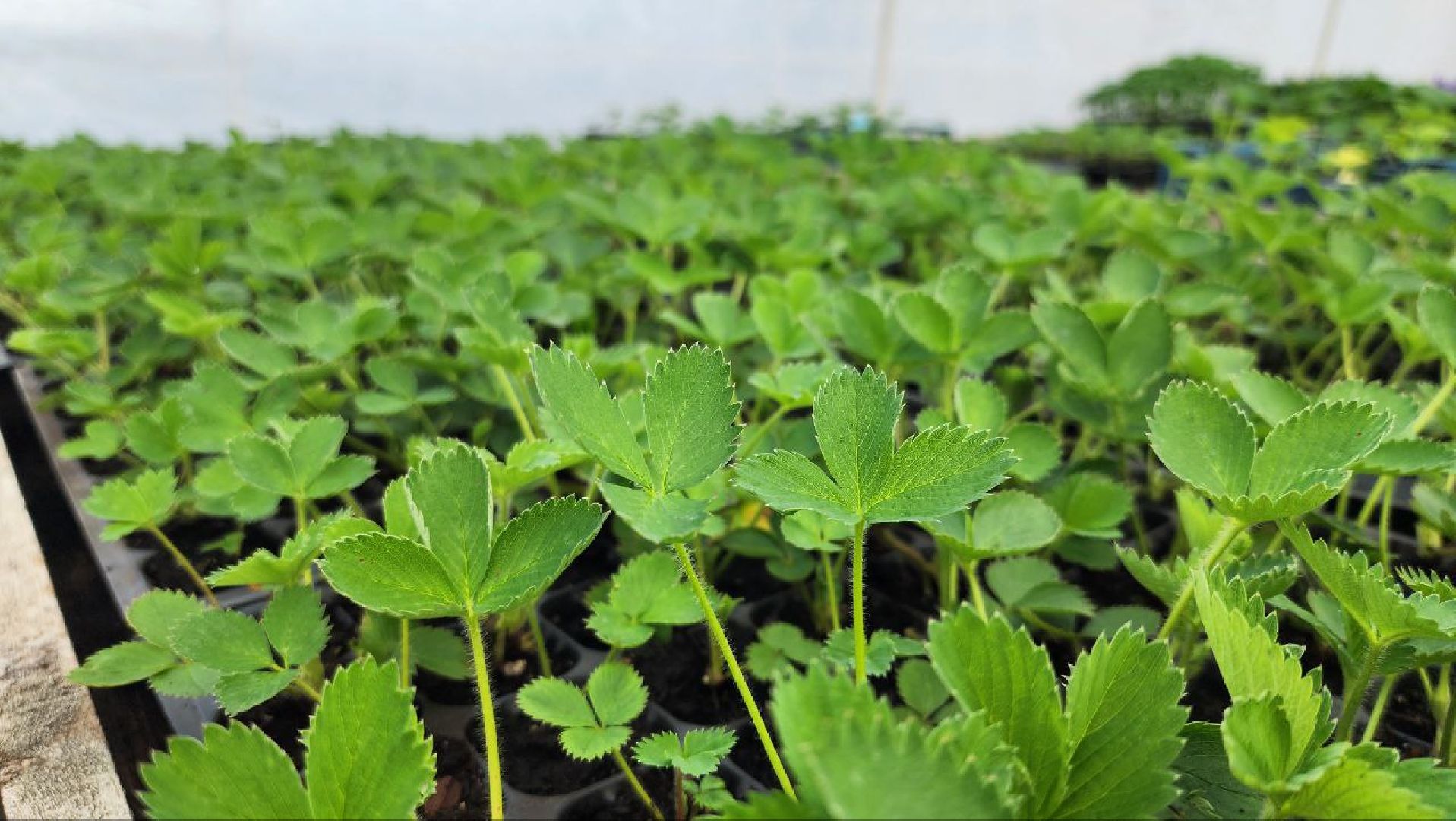 Луховицы, Сельское хозяйство,