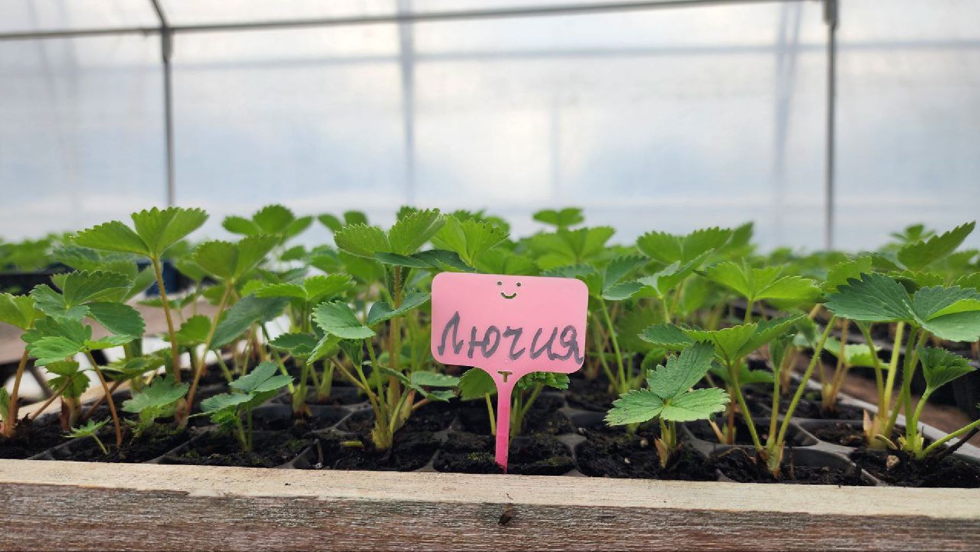 Луховицы, Сельское хозяйство,