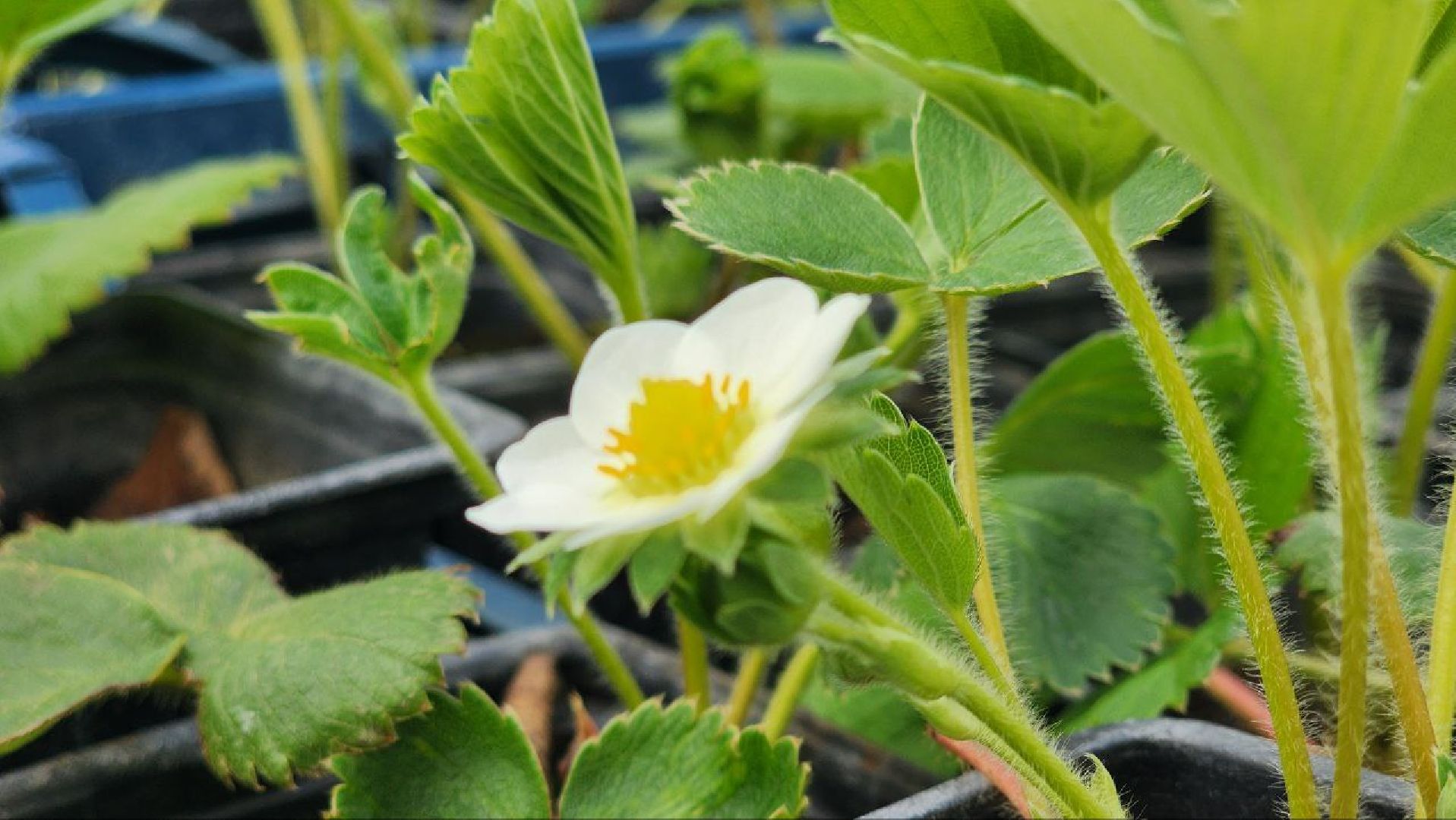 Луховицы, Сельское хозяйство,