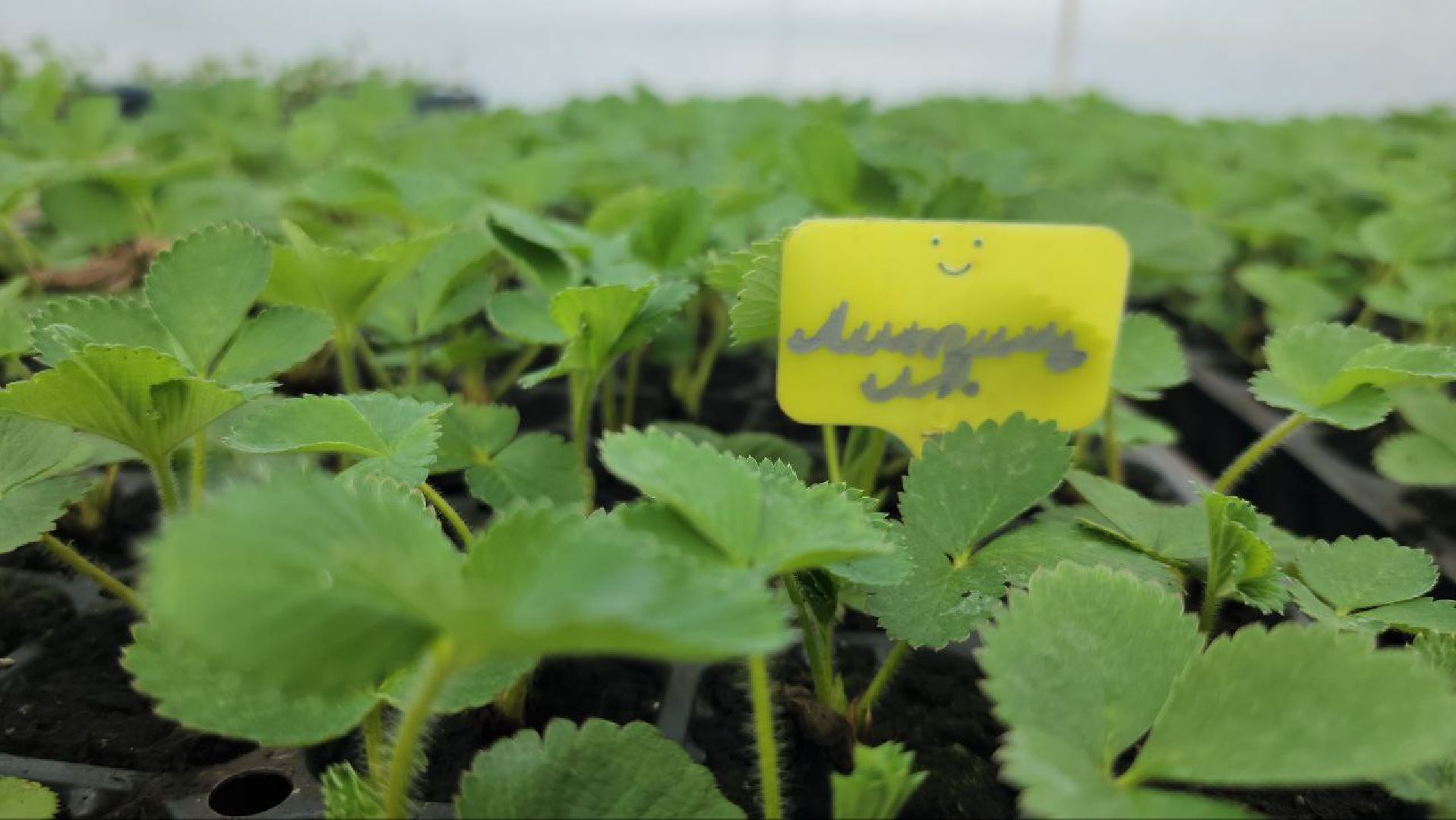 Луховицы, Сельское хозяйство,