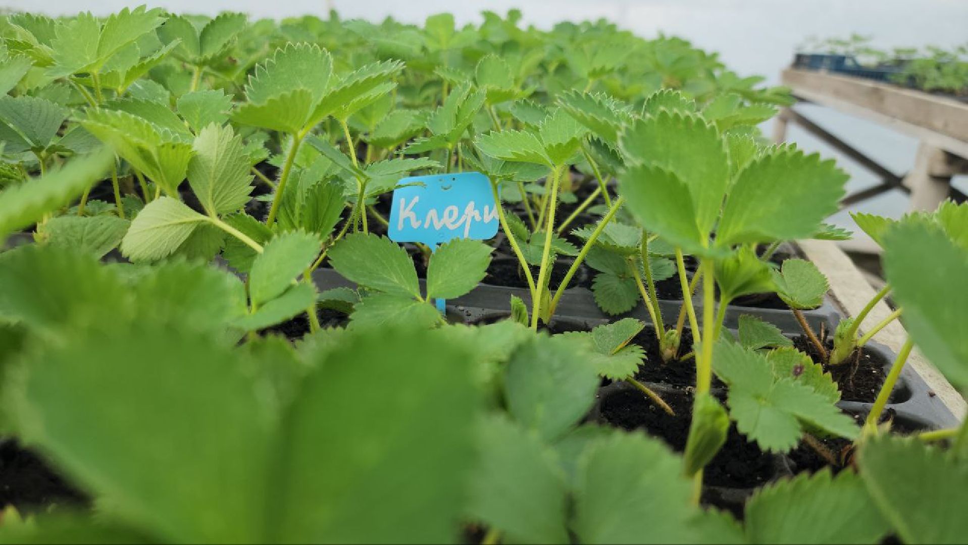 Луховицы, Сельское хозяйство,