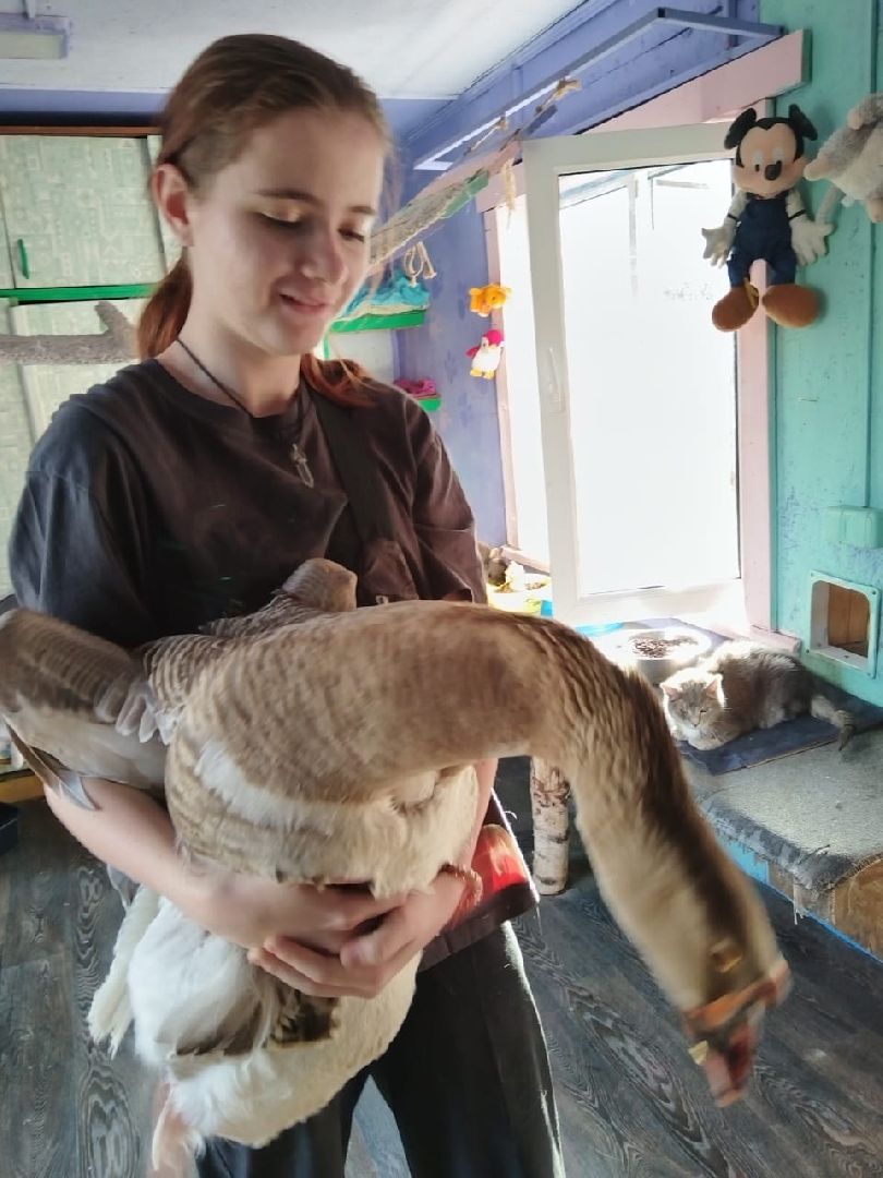 пушкинский, приют для бездомных животных, кошки, собаки, волонтерская группа, нежный бизнес, корма для животных, подарки, помощь животным,