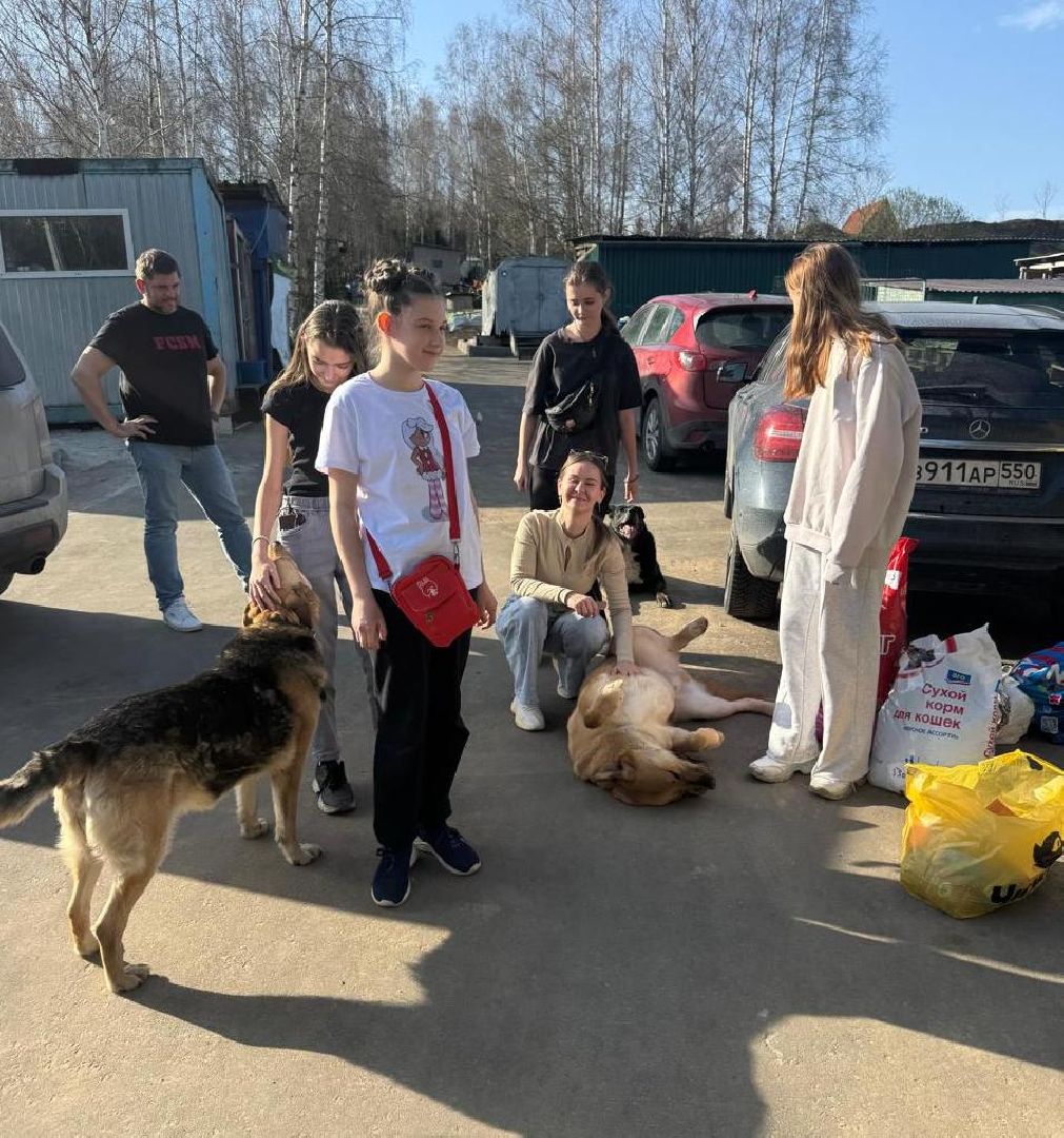 пушкинский, приют для бездомных животных, кошки, собаки, волонтерская группа, нежный бизнес, корма для животных, подарки, помощь животным,