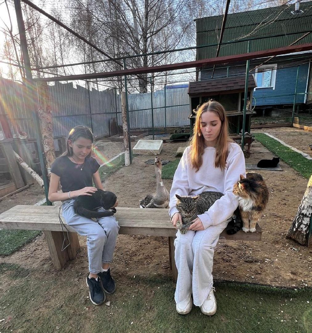 пушкинский, приют для бездомных животных, кошки, собаки, волонтерская группа, нежный бизнес, корма для животных, подарки, помощь животным,